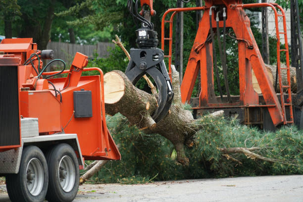 Best Tree Mulching  in Lake Of The Woods, VA